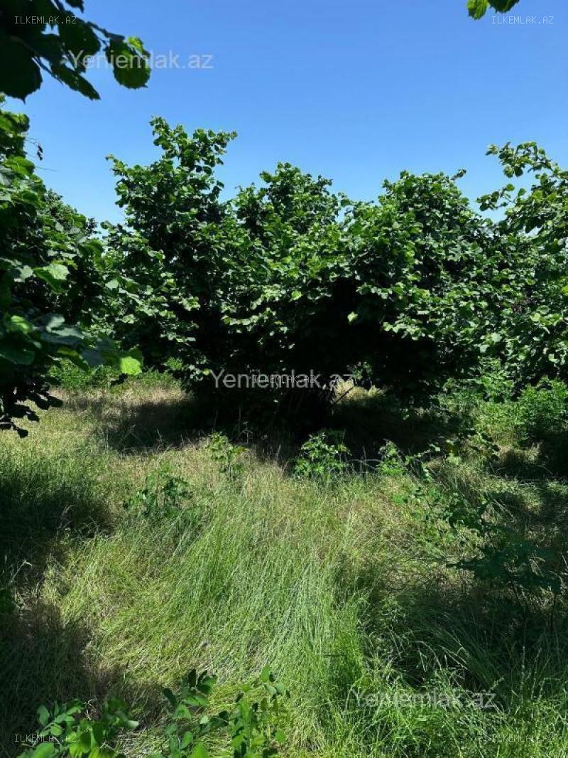 Satılır əmlak 24 sot, Oğuz