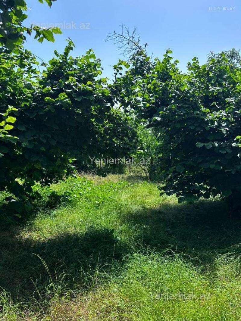 Satılır əmlak 24 sot, Oğuz - foto 4